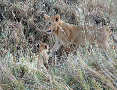 Lioness and Cub, Everybody Else, Tanzania 2016 - Mara River